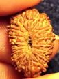 17 mukhi rudraksha  from java 